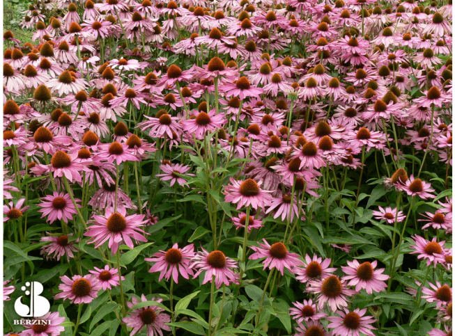 Echinacea purpurea   'Magnus'